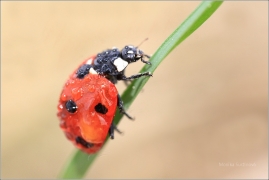 <p>SLUNÉČKO SEDMITEČNÉ (Coccinella septempunctata) ---- /Seven-spotted ladybug - Siebenpunkt-Marienkäfer/</p>